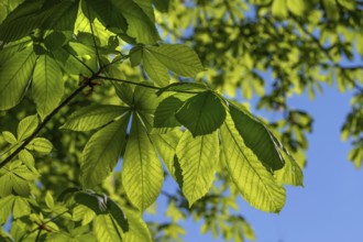 Chestnut leaves (Castanea) against the light, Bavaria, Germany