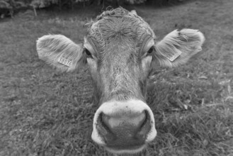 Allgäu cow in a meadow, portrait, Bad Hindelang, Allgäu, Bavaria, Germany