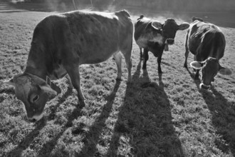 Algäu cows (Brown Swiss cattle in the morning backlight on the pasture, Weitnau, Oberallgäu,