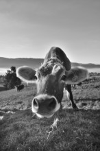 Algäu cow (Braunvieh) on the pasture looking into the camera, Weitnau, Oberallgäu, Bavaria, Germany
