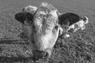 Cow calf looking into the camera, Weitnau, Allgäu, Bavaria, Germany