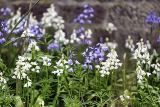 Bluebells, blue and white, Heligoland Island, Schleswig-Holstein, Germany