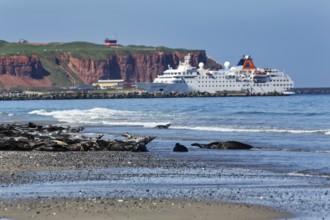 Grey seals (Halichoerus grypus) lying on the beach of the Heligoland dune, cruise ship in front of