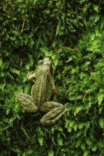 Grass frog (Rana temporaria), June, Saxony, Germany