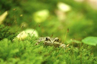 Grass frog (Rana temporaria), June, Saxony, Germany
