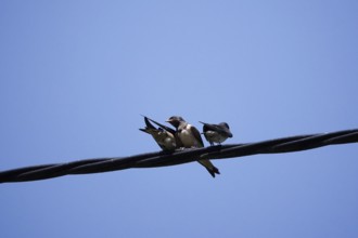 Three swallows in front of a blue sky, June, Germany