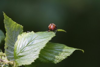 Colorado potato beetle, June, Germany