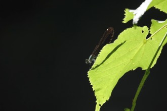 Dragonfly with shadow on a leaf, June, Germany