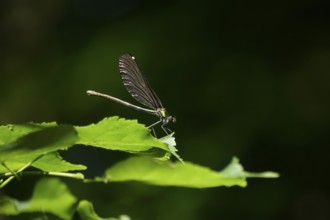 Dragonfly on a leaf, June, Germany