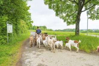 Herd of goats is led along a rural dirt track through lush nature, Gechingen forest pasture,