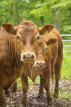 Two brown cows in a wooded area with a peaceful atmosphere, Gechingen forest pasture, compensation
