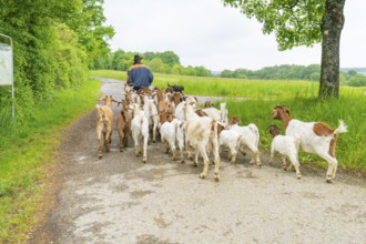 Shepherd leads goats along a quiet country lane through the landscape, Gechingen forest pasture,
