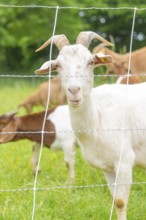 White goat portrait behind a fence on a green pasture, Waldweide Gechingen, compensation project