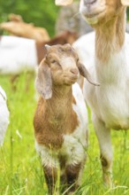 Young lamb stands curiously on a green spring meadow, Gechingen forest pasture, compensation