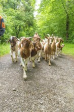 Herd of goats walking on a wooded path with lush greenery, forest pasture Gechingen, compensation