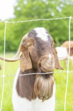 Brown and white goat looks friendly through a wire fence, Gechingen forest pasture, compensation