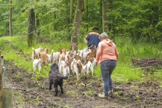 Two people and a dog follow a herd of goats along a forest path, Waldweide Gechingen, compensation
