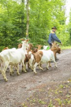 Man leading a group of goats along a forest path in daylight, forest pasture Gechingen,