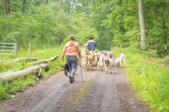 Two people and a dog driving a herd of goats along a forest path, Waldweide Gechingen, compensation