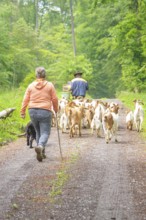 Two people lead a herd of goats through a wooded path, Waldweide Gechingen, compensation project