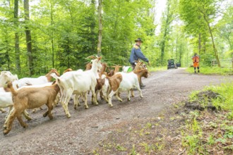 Herd of goats being led by people along a forest path, a vehicle in the background, Gechingen
