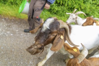 Close-up of a goat with horns next to a person on a path, Gechingen forest pasture, compensation