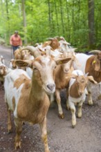 Shepherd leads herd of goats along a forest path, green surroundings, forest pasture Gechingen,