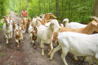Herd of goats walking with shepherds on a forest path, green surroundings, forest pasture