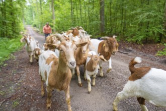 Shepherd leads herd of goats on a forest path, green natural atmosphere, forest pasture Gechingen,