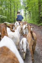 Shepherd leading herd of goats in the forest, view from behind on the track, Gechingen forest