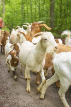 Herd of goats moving along a forest path in a peaceful environment, Waldweide Gechingen,