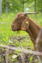 Close-up of a brown goat with horns in a meadow, Gechingen forest pasture, compensation project for