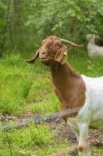 Goat with brown and white fur smiling on a green meadow, Gechingen forest pasture, compensation