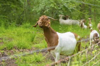 Close-up of a goat on a green meadow, Gechingen forest pasture, compensation project for the