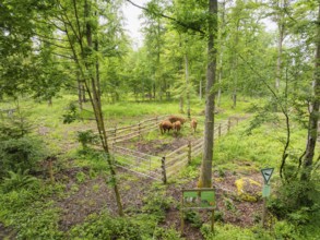 Cattle in fenced area with forest and signs, Gechingen forest pasture, compensation project for the