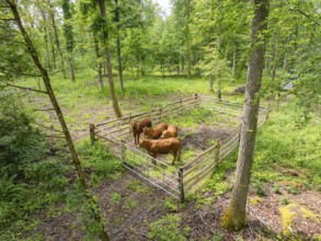 Cows in a fence in a green forest area, forest pasture Gechingen, compensation project for the