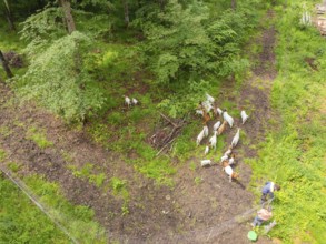 People feeding a herd of goats in the forest, Gechingen forest pasture, compensation project for