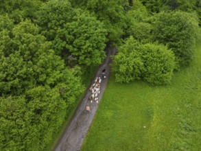 Aerial view of a flock of sheep on a forest path surrounded by dense greenery, Gechingen forest