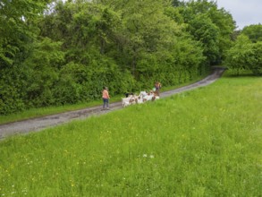 Goats followed by people on a path through green fields, forest pasture Gechingen, compensation