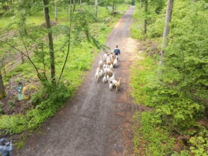 A person drives a herd of goats along a forest path, forest pasture Gechingen, compensation project