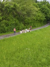 People leading a herd of goats along a path next to a green field, Waldweide Gechingen,