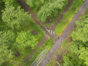 Aerial view of a flock of sheep on a forest path next to rows of trees and dense greenery,