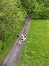 Herd of goats is led by two people through a green forest path, Waldweide Gechingen, compensation