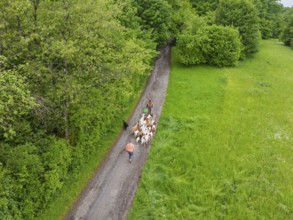 Aerial view of a person leading a herd of goats along a forest path, Waldweide Gechingen,