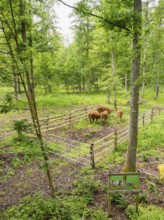 Cows in the fenced-in area of a green forest, Gechingen forest pasture, compensation project for