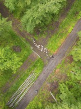 Aerial view of a flock of sheep on a forest path next to lying tree trunks, Gechingen forest