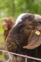 Close-up of a brown goat's head with ear tag in front of a fence, Gechingen forest pasture,
