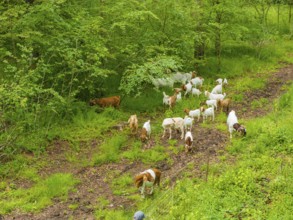 Herd of goats grazing along a forest path, Gechingen forest pasture, compensation project for the