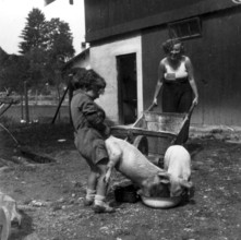 Pig feeding, 1930s, children feeding pigs on a rural farm, a woman looks on, rural atmosphere,