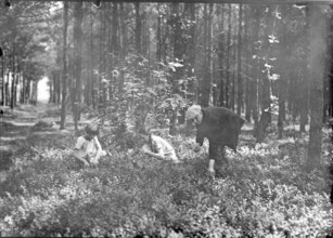Father and children picking berries in the forest, 1920s, Two children and a woman collecting